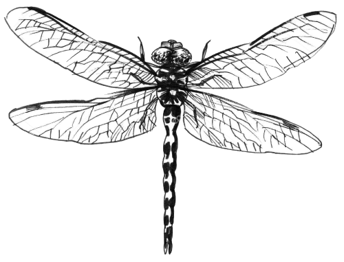 Libelle
