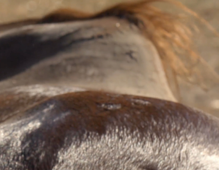 Paardencoaching bij Cheval