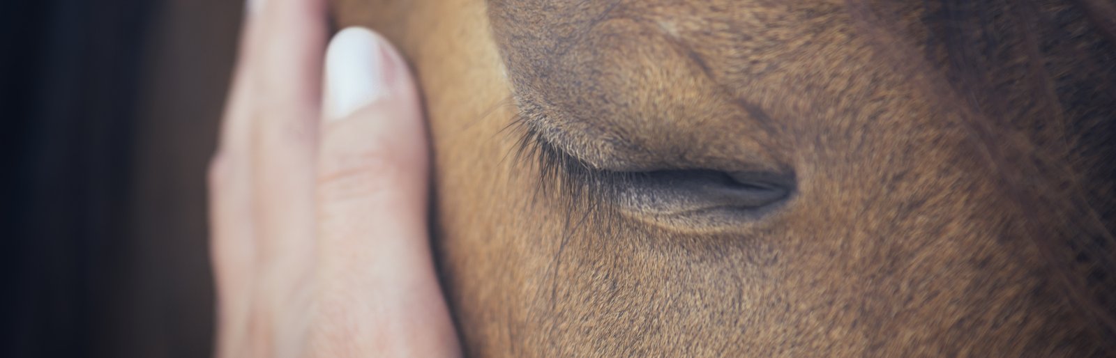 Equine Assisted Therapy