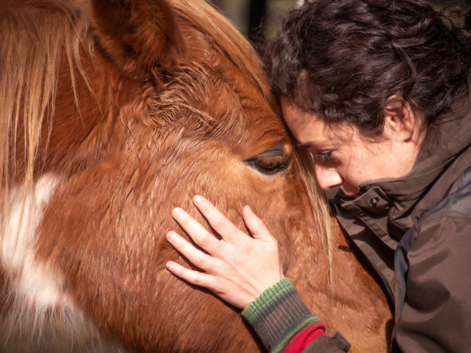 Paarden en autisme