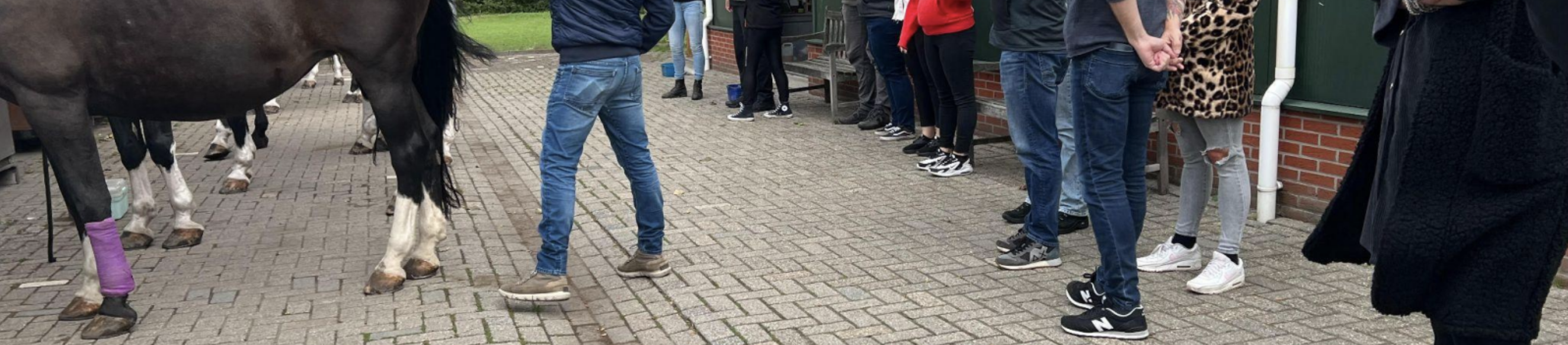 Paardencoaching