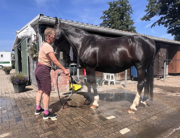 Paardencoaching bij Cheval