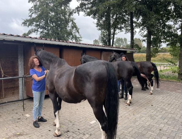 Paardencoaching bij Cheval