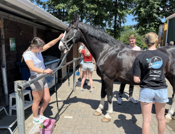 Paardencoaching bij Cheval